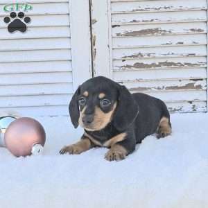 Rocket, Dachshund Puppy